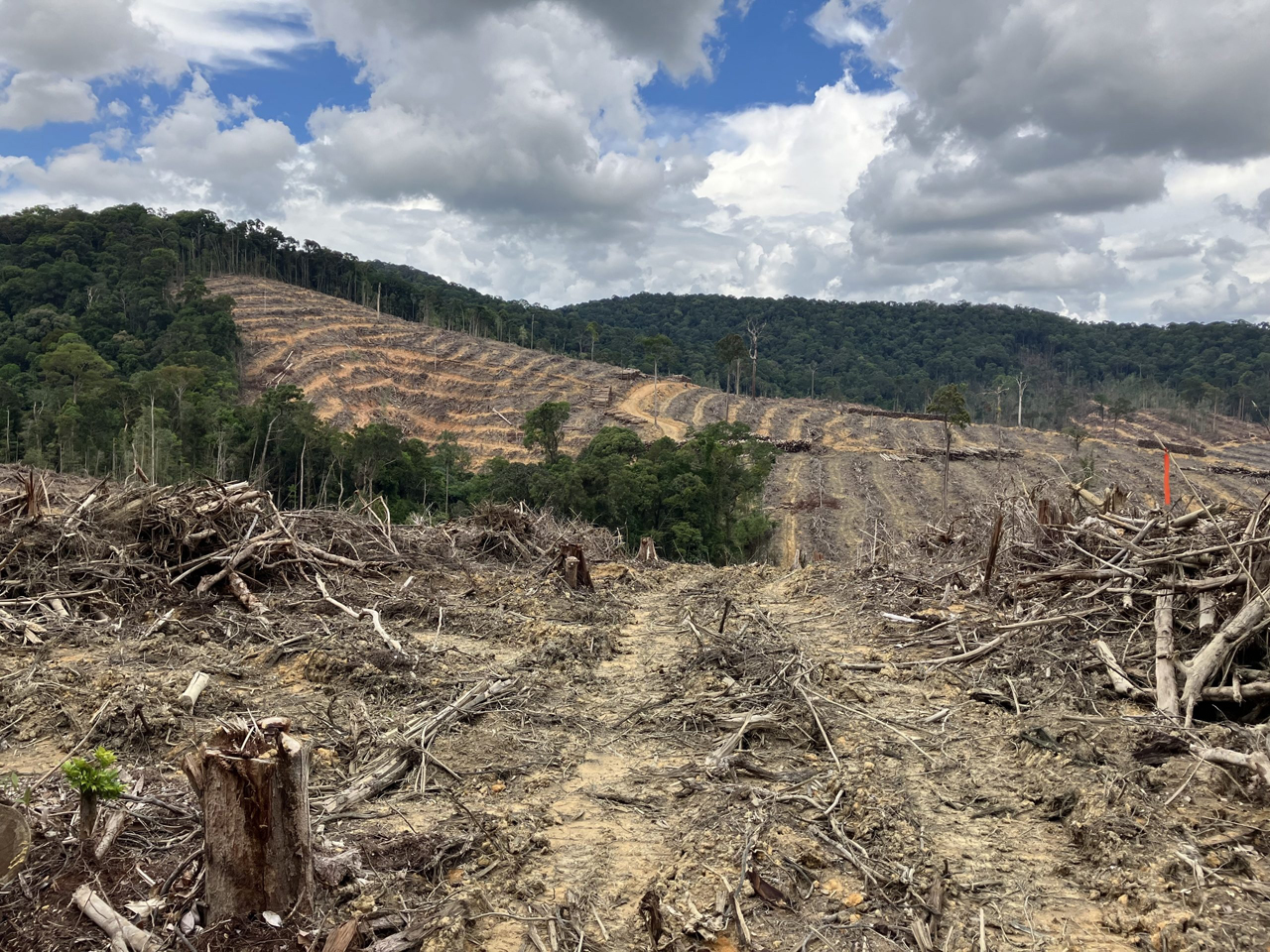 インドネシアからやってくる合板の裏側 〜アラス・クスマ・グループによる環境社会問題と銀行の責任